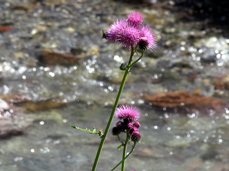 Cirsium alsophilum / Cardo montano